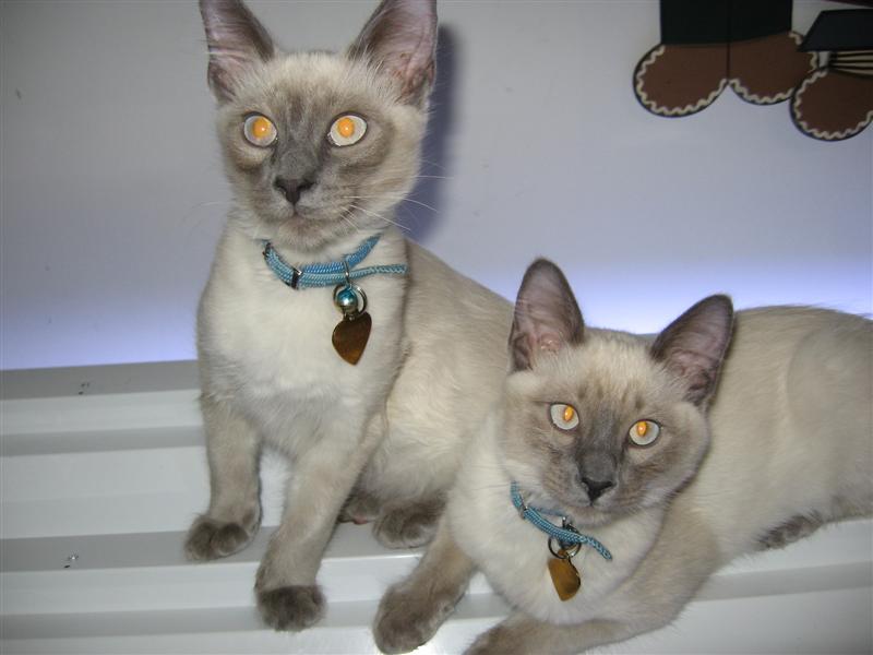 cats on orchid lights