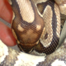 top