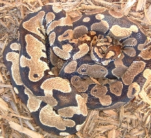 comparison to normal