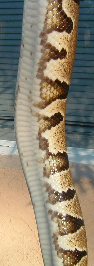 side shot