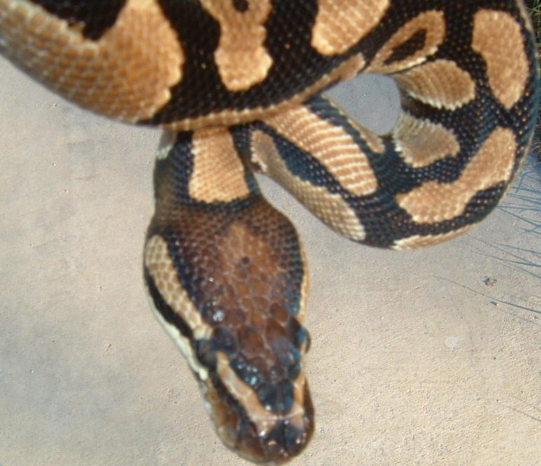 head shot