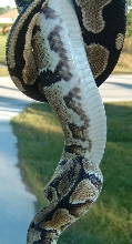 side shot
