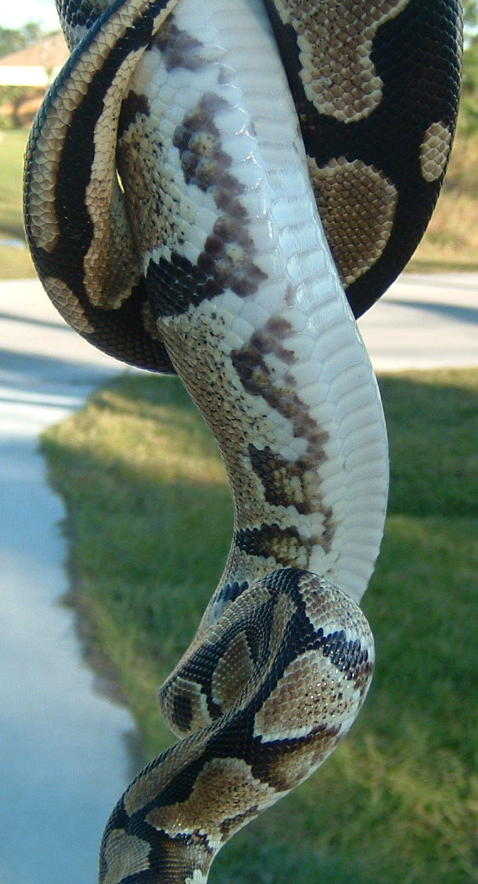 side shot