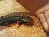Mandarin newt