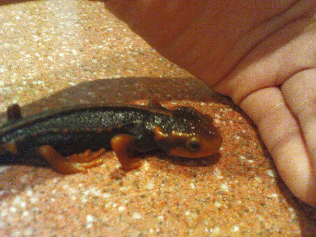 Mandarin newt