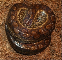Guyana Rainbow Boa