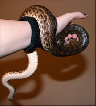 Guyana Rainbow Boa