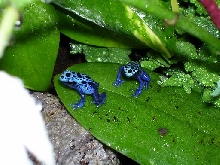 froglets on orchid leaf
