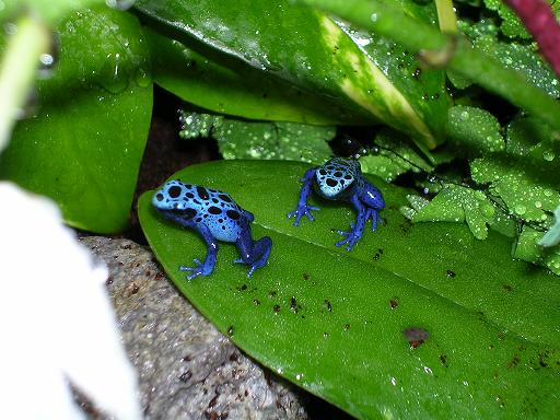 froglets on orchid leaf