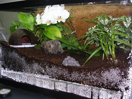 Azureus froglet tank