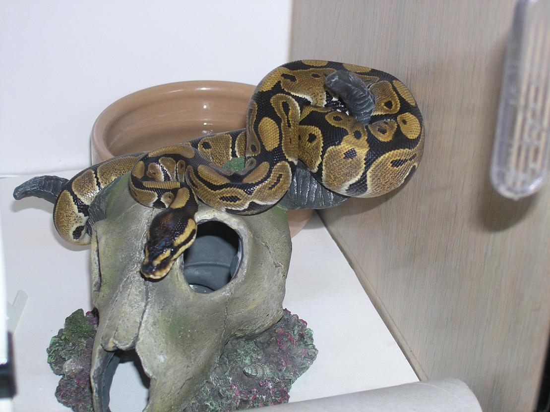 Monty on his skull