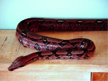BIG RED 4