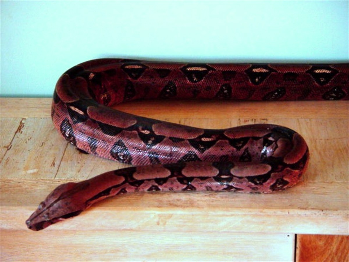 BIG RED 4
