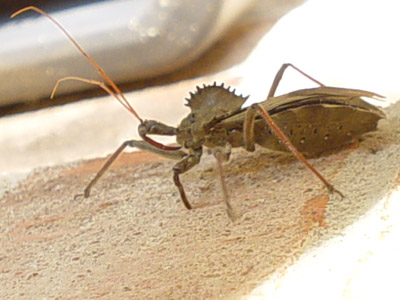 Strange insect