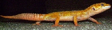 My new albino CHCT het raptor girl