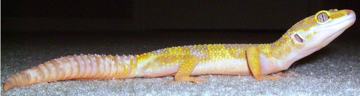 My new albino het. raptor girl