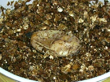 Egg