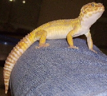 Female Leo