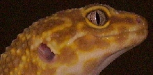 Female Leo Eye