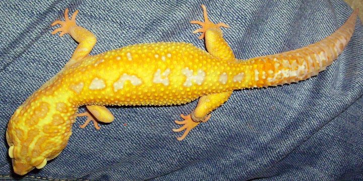 My Male Leo