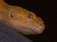 My Male Leo's Eye