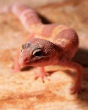 Female Leo