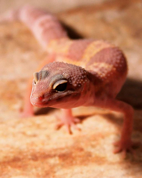 Female Leo