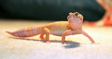 Female Leo