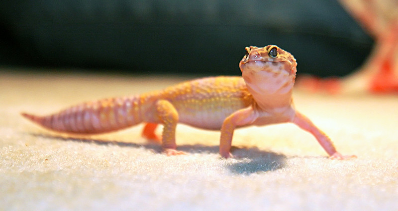 Female Leo