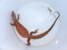 RED X YELLOW Sub-Adult