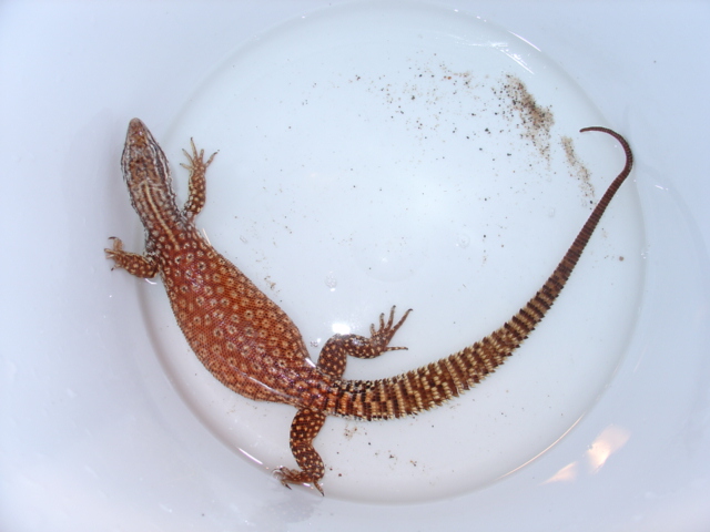 RED X YELLOW Sub-Adult