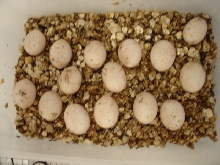 RED X YELLOW EGGS INCUBATING