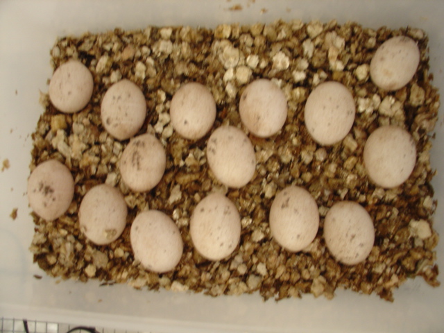 RED X YELLOW EGGS INCUBATING