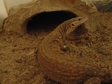 YELLOW MOTHER