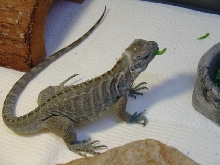 My 5 month old Rhino eating