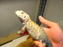 5 months old rhino  on my hand 2
