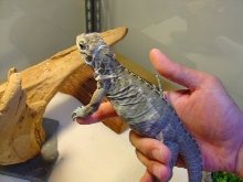 5 months old rhino  on my hand