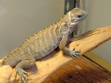 My 5 months old Rhino basking