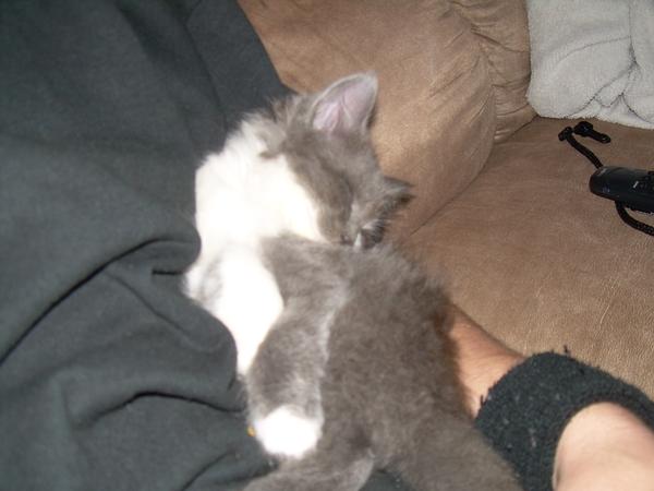 Fluffy Cakes3