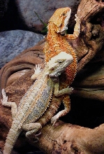 My Rainbow Dragon