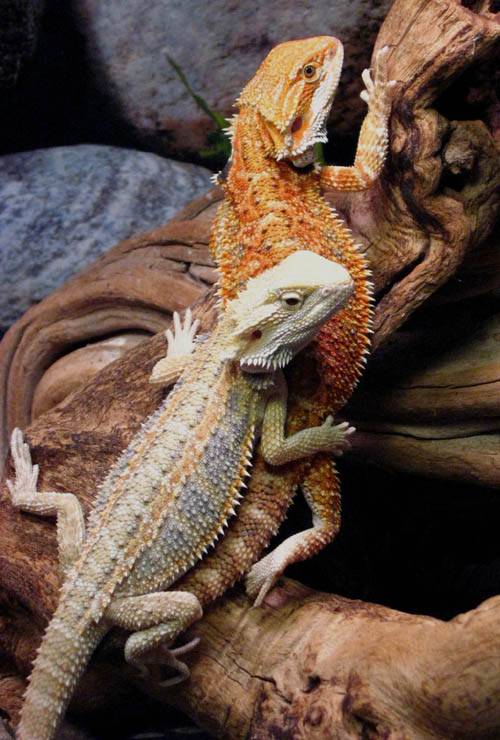 My Rainbow Dragon