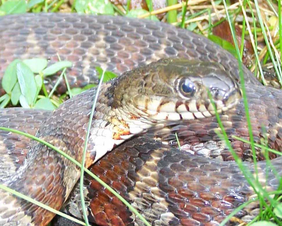 n. watersnake