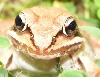 WOOD FROG