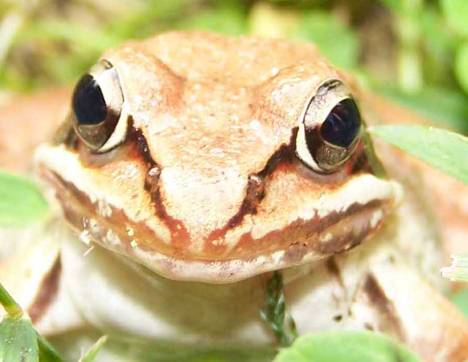WOOD FROG