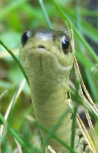 garter snake close up