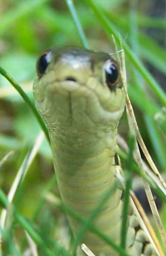 garter snake close up