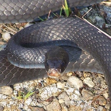 black racer