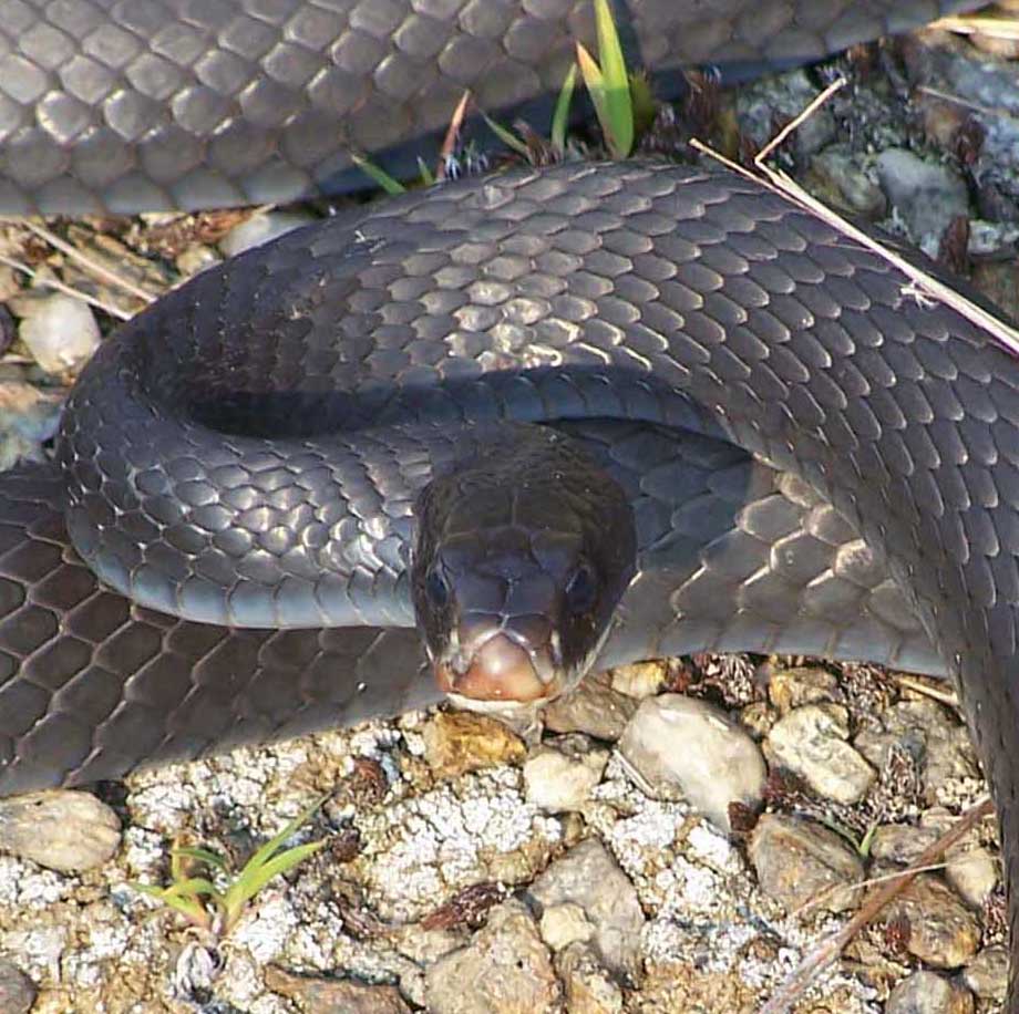 black racer