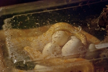 creamsicle laying eggs