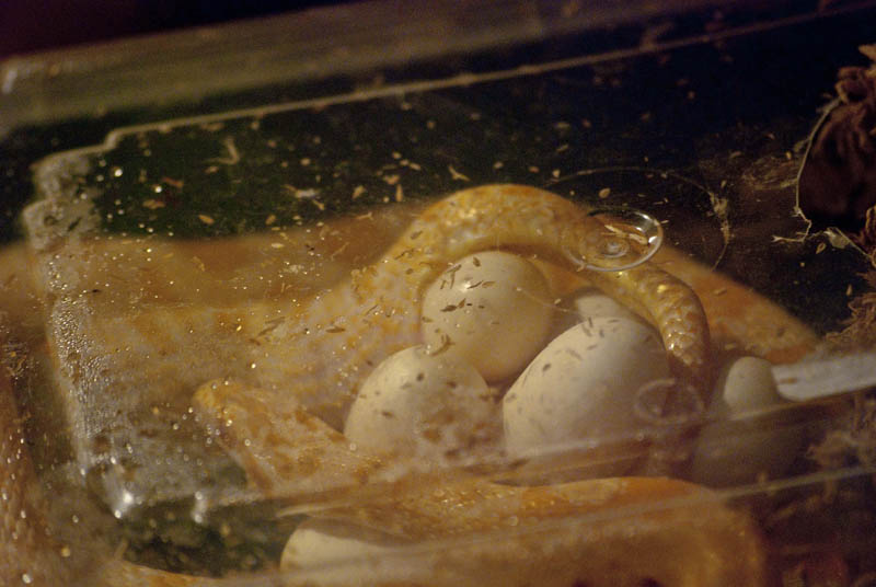 creamsicle laying eggs
